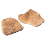 Hydra Sponge Elephant Ear Sponge: 3 1/2" to 4" Diameter