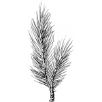Sarasota Stamps Mounted Rubber Stamp: Pine Bough