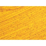 Williamsburg Handmade Oil Color Paint: Alizarin Yellow, 37ml Tube